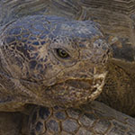Desert Tortoise