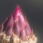 Beavertail Cactus Buds