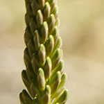 Aloe Buds