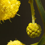 blue-leafed wattle
