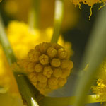 Acacia saligna