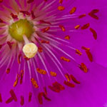 Calendrinia spectabilis