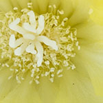 Yellow Cactus Flowers