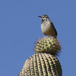 Cactus Wren on Saguaro