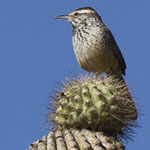 Cactus Wren on Saguaro