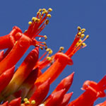 Ocotillo Flowers