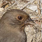 California Brown Towhee