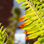 Ferns outside the Window