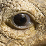 African Tortoise