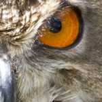 Eurasian Eagle Owl