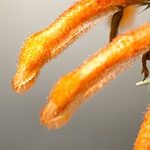 Leonotis