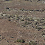 Prickly Pears