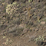 Prickly Pears