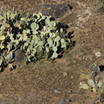 Prickly Pears