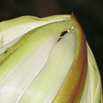Epiphyllum Flower