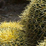 Mexican Golden Barrel Cacti