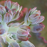 Echeveria Buds