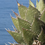 Agave near Shoreline