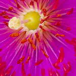Calendrinia Spectabilis