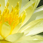Water Lily
