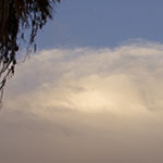 Palm Tree, Smoke and Cloud