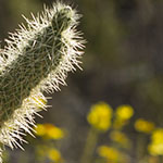 Cholla