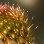 New Prickly Pear Pad