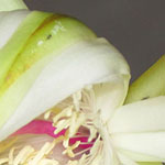 Epiphyllum Bud