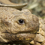 African Tortoise