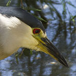 Night Heron