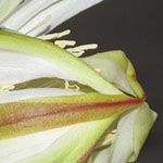 Epiphyllum Bud