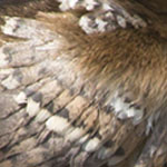 Peachicks