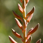Aloe Buds