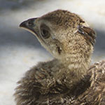 Pea Chick, with Hen