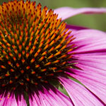 Sunflower family flower