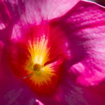 Trumpet-shaped flower