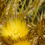 Mexican Golden Barrel Flowers