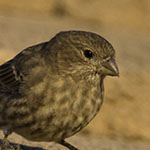 Female House Finch