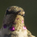 Young male hummingbird