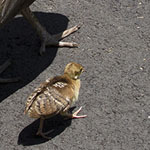 Peahen and chicks, Los Angeles Arboretum 