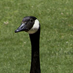 Canada Goose