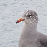 Juvenile Gull