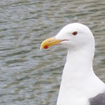 Adult Gull
