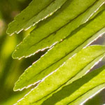 Backlit Fern