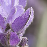 Bee on Lavender