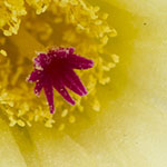 Mammilaria bloom