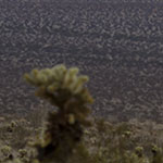 Cholla Forest