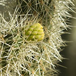 Cholla