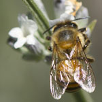 Bee on Lavender