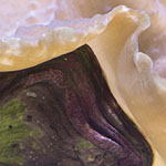 Live Giant Clam